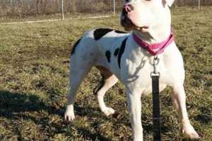 Meet Kelly, The SPCA Pet Of The Week