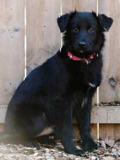 SPCA Seeks Home For Pet Of The Week Bear Bear
