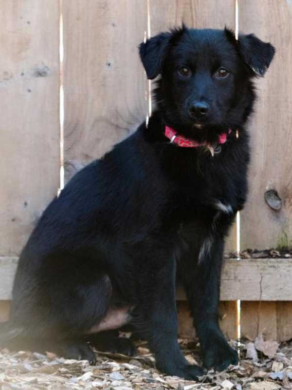 SPCA Seeks Home For Pet Of The Week Bear Bear