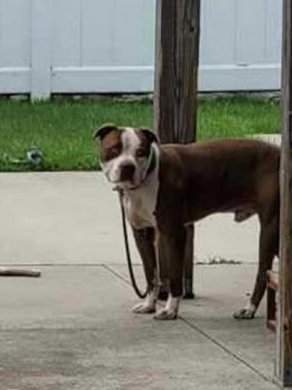 West Babylon Man Accused Of Leaving Dog Alone Outside During Severe Heat Advisory