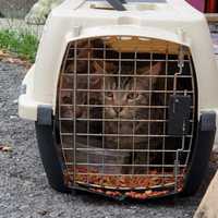$3,000 Reward For Information Leading To Arrest After Cats Found Abandoned On Long Island