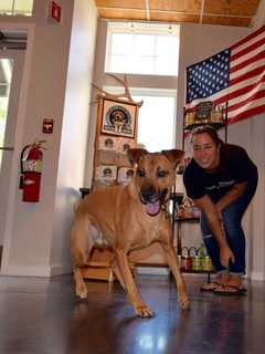 New Rhinebeck Pet Store Delights Dogs, Owners