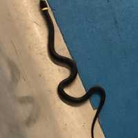 Snake, Almost On A Plane: Pet Left Behind At Newark Airport, TSA Says