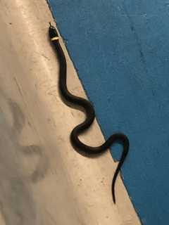 Snake, Almost On A Plane: Pet Left Behind At Newark Airport, TSA Says