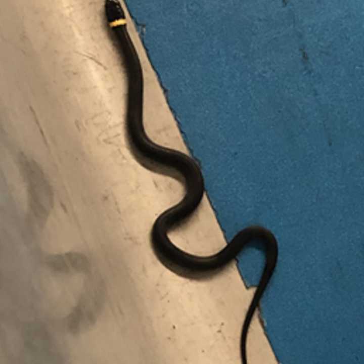 A 15-inch snake was found in Terminal C of Newark Airport Monday night.