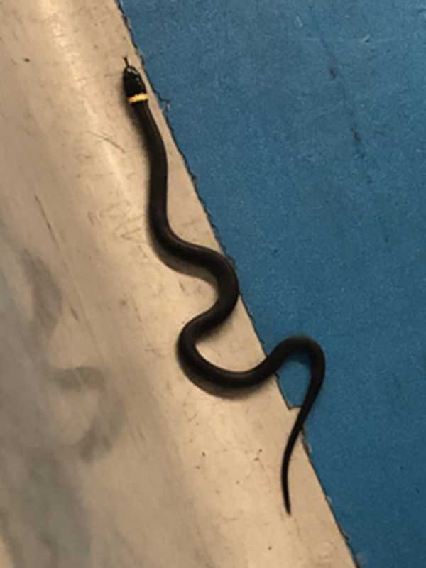 Snake, Almost On A Plane: Pet Left Behind At Newark Airport, TSA Says