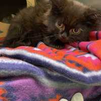 Long Island Woman Charged With Abandoning More Than A Dozen Cats, SPCA Says