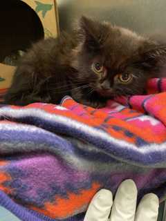 Long Island Woman Charged With Abandoning More Than A Dozen Cats, SPCA Says