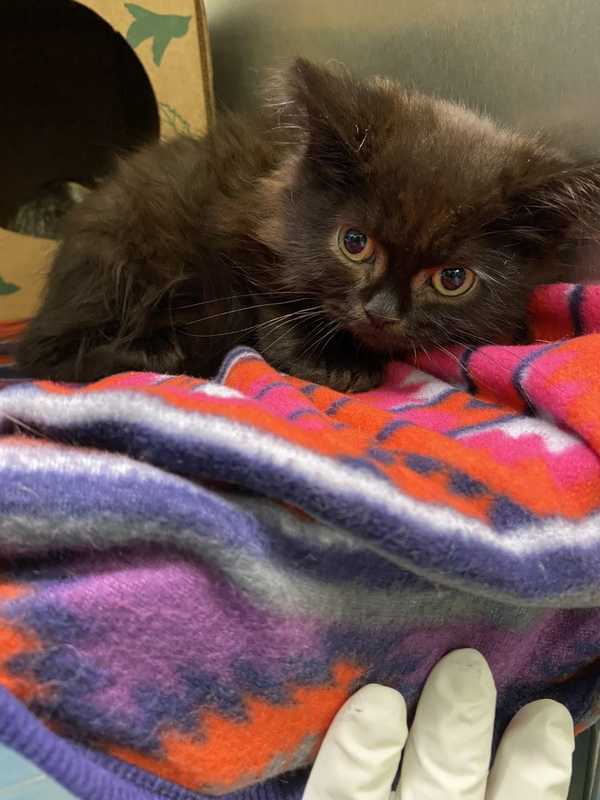 Long Island Woman Charged With Abandoning More Than A Dozen Cats, SPCA Says