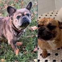 French Bulldogs Stolen At Gunpoint During Armed Daytime Dognapping In Southeast DC