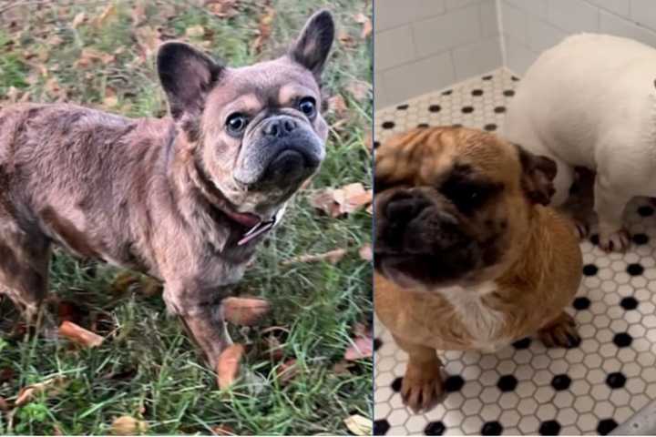 French Bulldogs Stolen At Gunpoint During Armed Daytime Dognapping In Southeast DC