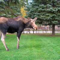 <p>This moose made the rounds in Northern Westchester in late June and July, 2016.</p>