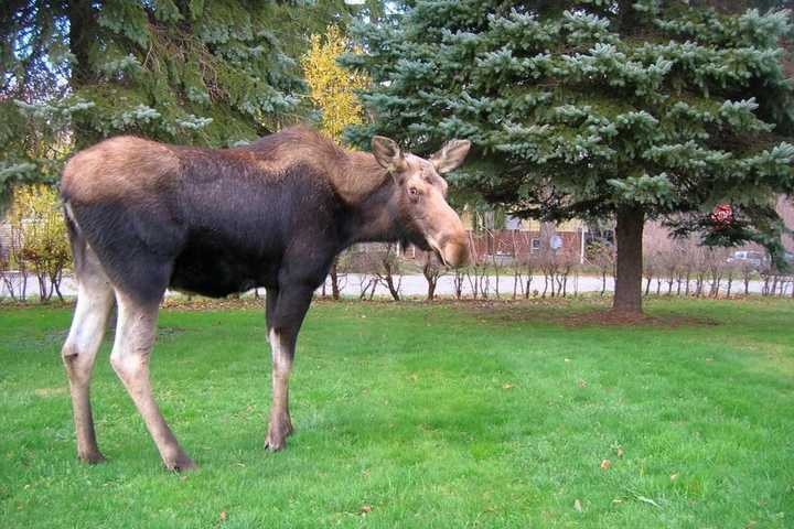 New Moose On The Loose In Northern Westchester