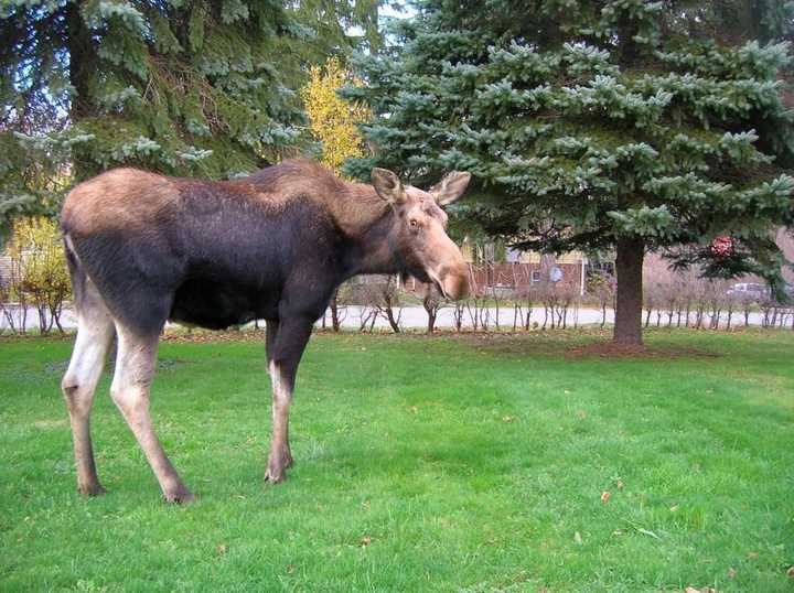 This moose made the rounds in Northern Westchester in late June and July, 2016.