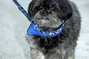 Cresskill Pet Owners Must Obtain Licenses