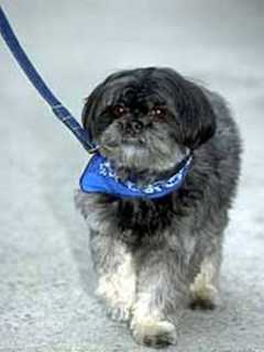 Passaic SPCA Offers Tips To Keep Dogs Safe This Holiday