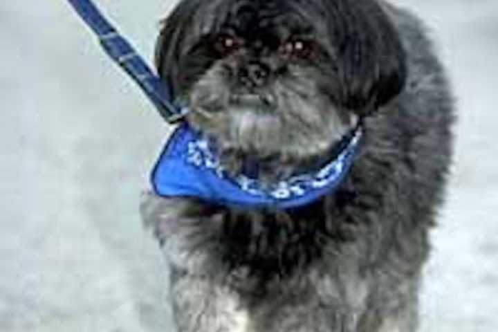 Cresskill Pet Owners Must Obtain Licenses