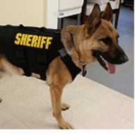 <p>A K-9 wearing one of the protective vests.</p>