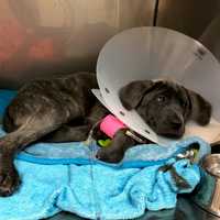 Long Island Pet Store Sued By NY AG For Selling Sick Puppies To Customers