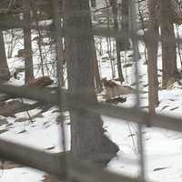 Pomona Resident Watches As Coyote Makes A Visit