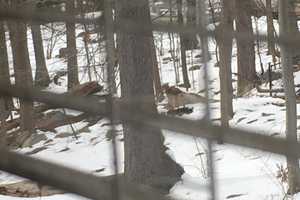 Pomona Resident Watches As Coyote Makes A Visit