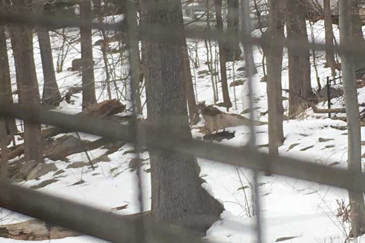 Pomona Resident Watches As Coyote Makes A Visit