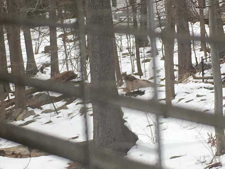 A Pomona resident was able to snap a photo of a coyote as it walked through her yard.