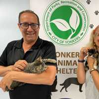 15 Cats Left Alone In A Westchester Apartment Rescued, Up For Adoption