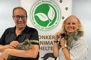 15 Cats Left Alone In A Westchester Apartment Rescued, Up For Adoption