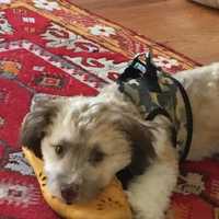Yo-Yo Ma Helps North Salem Conductor Find Puppy