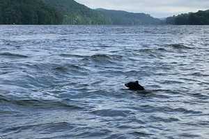 Black Bear Takes A Swim In Candlewood Lake