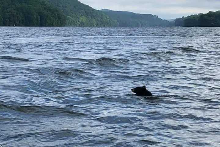Black Bear Takes A Swim In Candlewood Lake