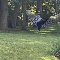 New Sighting Of 'Bear 211' Reported In Fairfield County