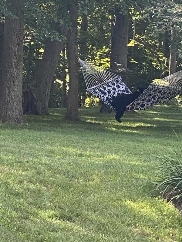 New Sighting Of 'Bear 211' Reported In Fairfield County
