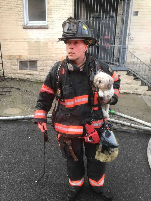 Two Dogs Rescued, Dozens Displaced After Fire Breaks Out At Apartment Complex In Westchester
