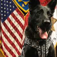 K-9 Officer Lex Tracks Down Carmel Domestic Violence Suspect