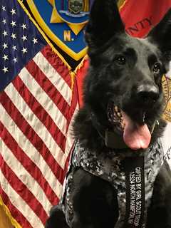 Lex Gets More: Putnam Sheriff K-9 Officer Now Has Body Armor