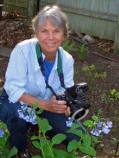 Take Lewisboro Land Trust's Wildflower Walk On Mother's Day