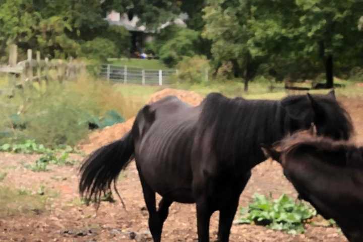 Man Charged With 92 Counts Of Animal Neglect On Long Island