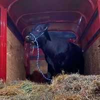 <p>Barney The Bull has been captured.</p>