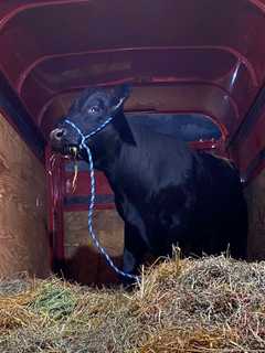 Elusive Bull 'Barney' Heading To NJ Sanctuary After Months On The Run On Long Island