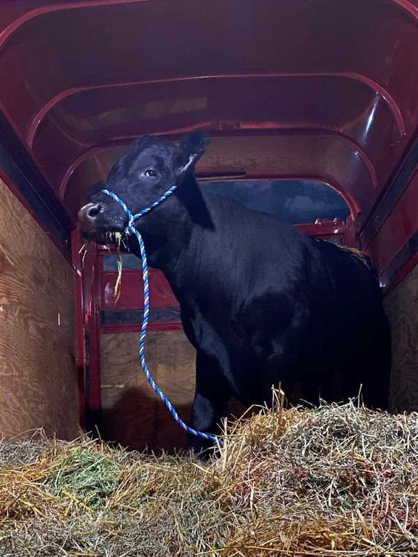 No Bull: Barney Captured After Months On The Run In Suffolk County