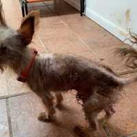 Woman Charged After Four Dead Dogs Found At Long Island Residence