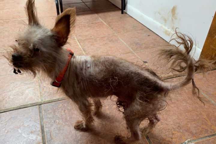 Woman Charged After Four Dead Dogs Found At Long Island Residence