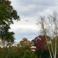 <p>A Westchester County helicopter circles the area near the  Waccabuc Country Club where a search began in the middle of the afternoon Wednesday.</p>