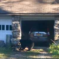 Bear With Us: Latest Sighting Comes Outside Garage At Putnam Home