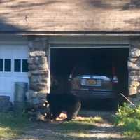 <p>There&#x27;s been another bear sighting in the Hudson Valley.</p>