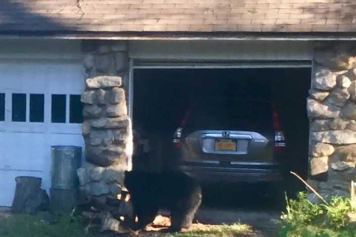 Bear With Us: Latest Sighting Comes Outside Garage At Putnam Home