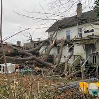 <p>A large tree fell on a New London home causing the home to be condemned.</p>