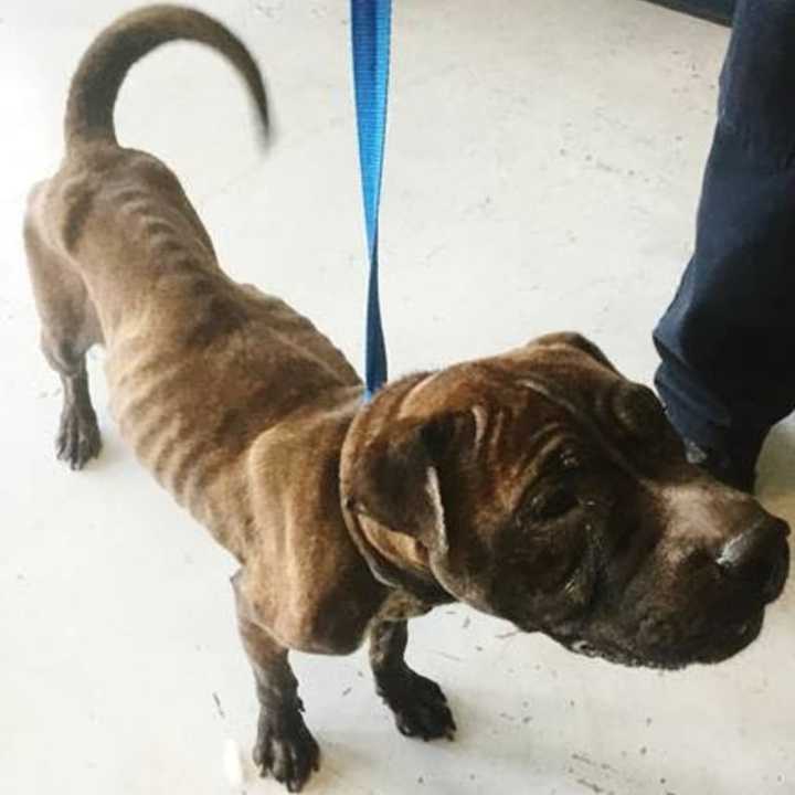 Paul Vega, of Yonkers, was arrested on animal cruelty charges for abandoning his Shar Pei-mix dog for an extended period of time.